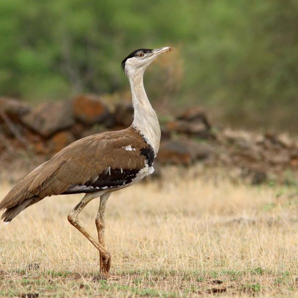 How does India protect its wildlife?