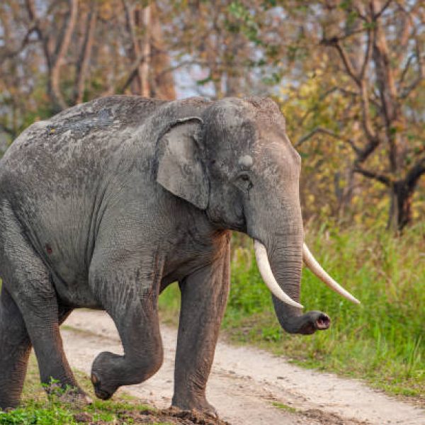 Odisha government to notify elephant corridors across the State